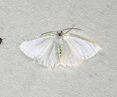Lomographa vestaliata