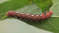 Theretra pallicosta
