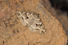 Ascotis fortunata