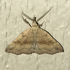 Phalaenostola metonalis