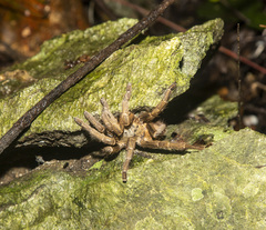 Cyriopagopus schmidti