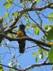 Trogon ramonianus