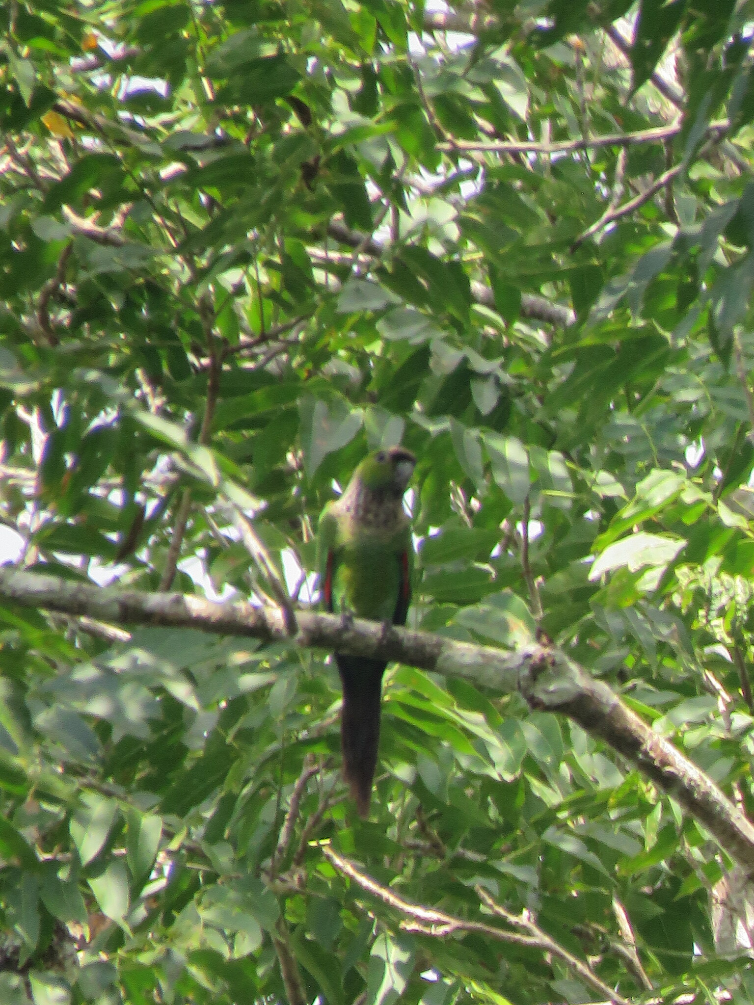 Black-capped Parakeet (Pyrrhura rupicola), photo 7