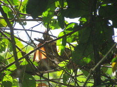 Xiphorhynchus obsoletus