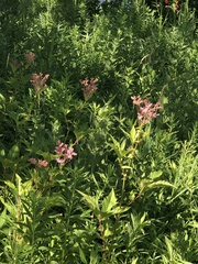 Filipendula rubra