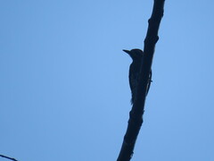 Dryobates passerinus