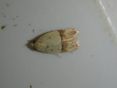 Odites kollarella