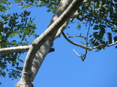 Lepidocolaptes fatimalimae