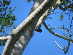 Lepidocolaptes fatimalimae