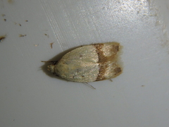 Odites kollarella