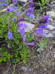 Penstemon cardwellii