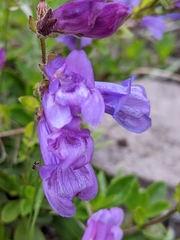 Penstemon cardwellii