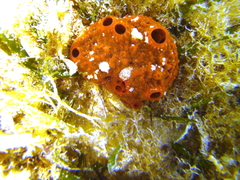 Tedania ignis
