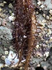 Cumagloia andersonii