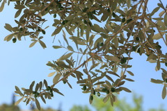 Olea europaea