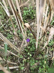 Legousia speculum-veneris
