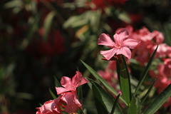 Nerium oleander