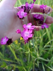 Dianthus borbasii