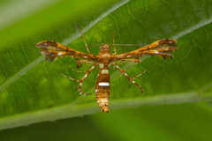 Deuterocopus