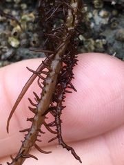 Cumagloia andersonii