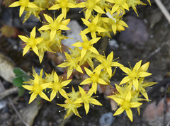 Sedum acre
