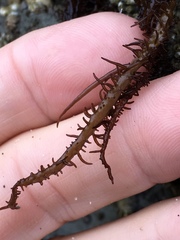 Cumagloia andersonii