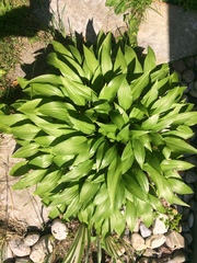 Hosta lancifolia