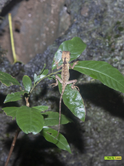 Acanthosaura