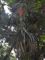 Tillandsia ponderosa
