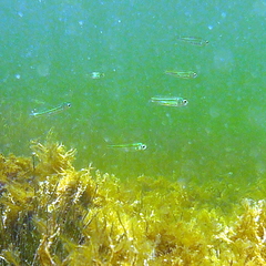 Atherinomorus stipes