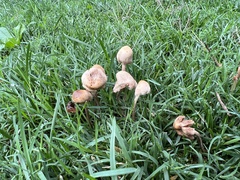 Panaeolus foenisecii