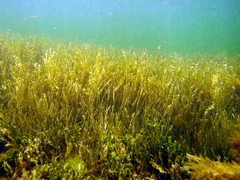 Syringodium filiforme