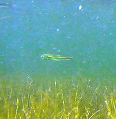 Atherinomorus stipes