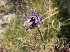 Bombus humilis