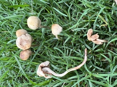 Panaeolus foenisecii