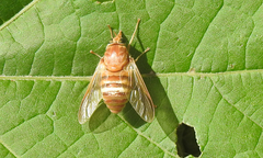 Goniops chrysocoma