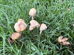 Panaeolus foenisecii