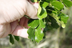 Haematoxylum campechianum