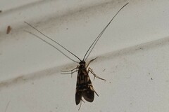 Macrostemum carolina