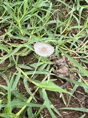 Psathyrellaceae