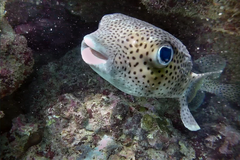 Diodon hystrix