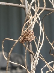 Telamona ampelopsidis