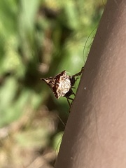 Telamona ampelopsidis