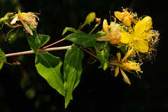 Hypericum inodorum