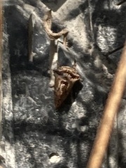 Telamona ampelopsidis