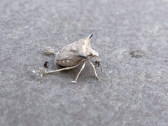 Ventocoris falcatus