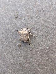 Ventocoris falcatus
