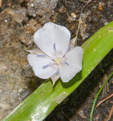Calochortus minimus