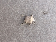 Ventocoris falcatus