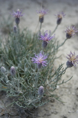 Jurinea pinnata